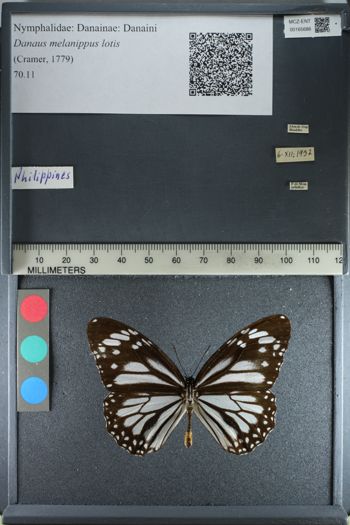 Media type: image;   Entomology 165686